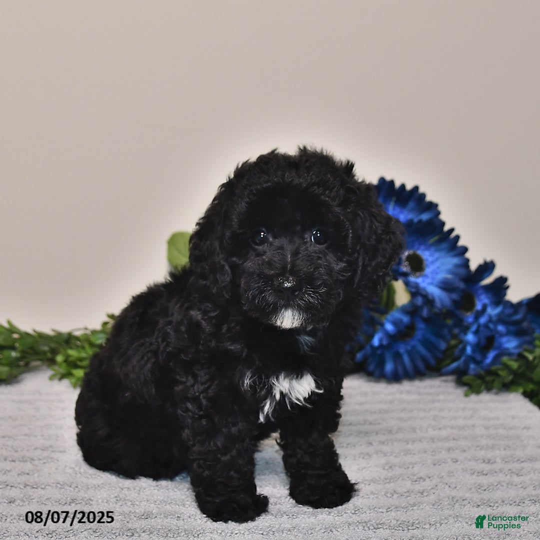Miniature Poodle dogs for sale: Jane - Image 2