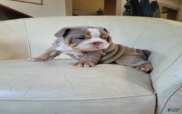 English Bulldog dogs for sale: Lexi - Image 2