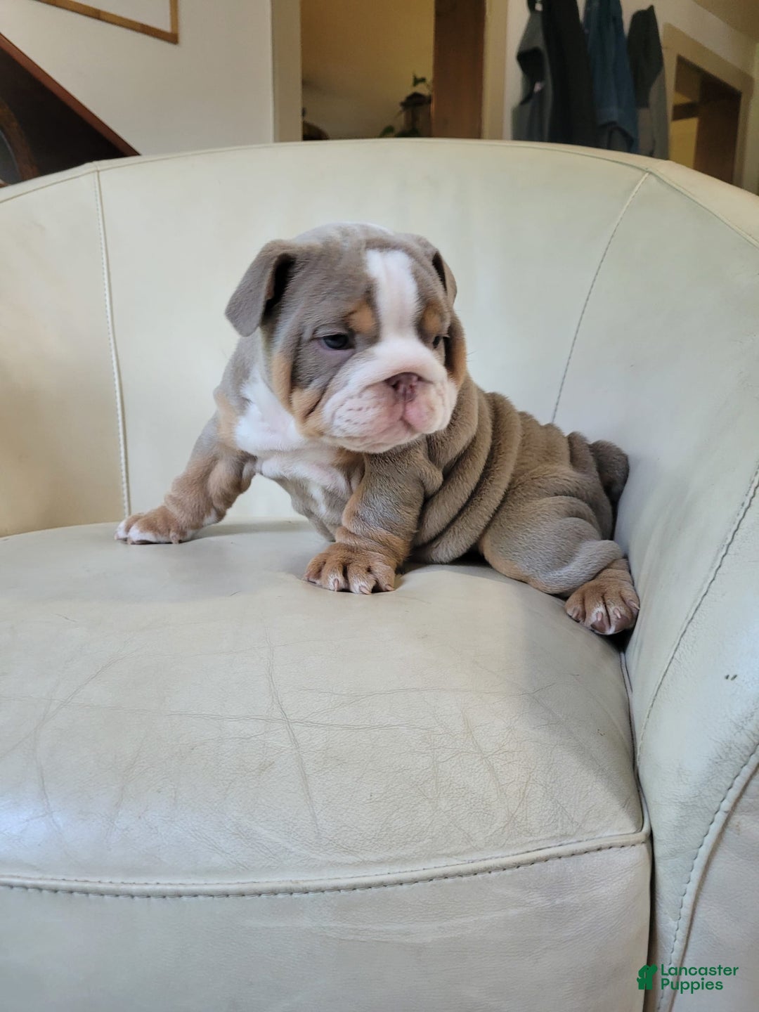 English Bulldog dogs for sale: Lexi - Image 2