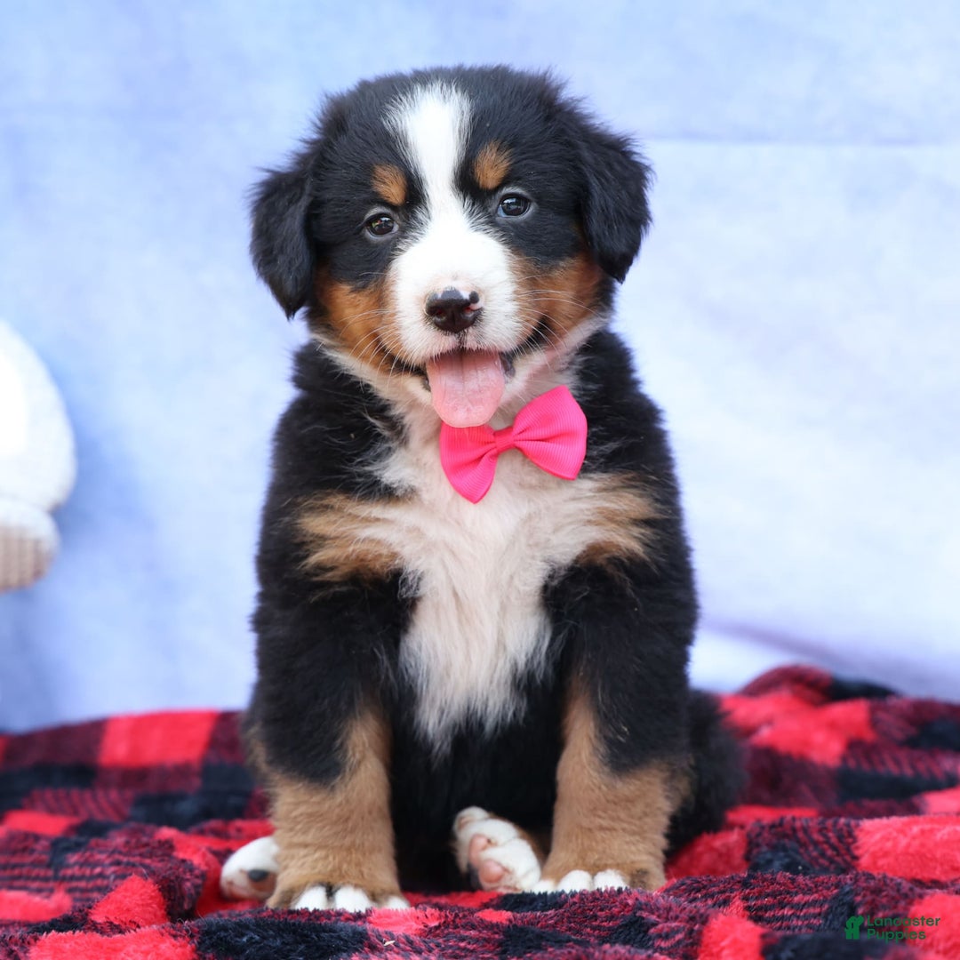 Bernese Mountain Dog dogs for sale: Sweetheart - Image 11
