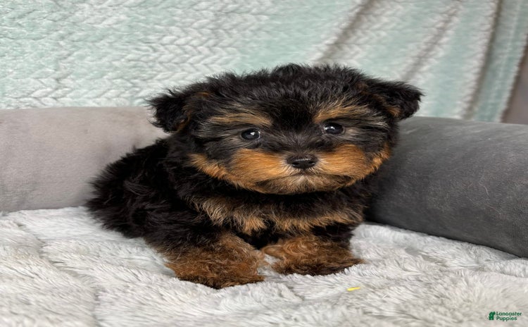 Yorkiepoo dogs - Advert 5