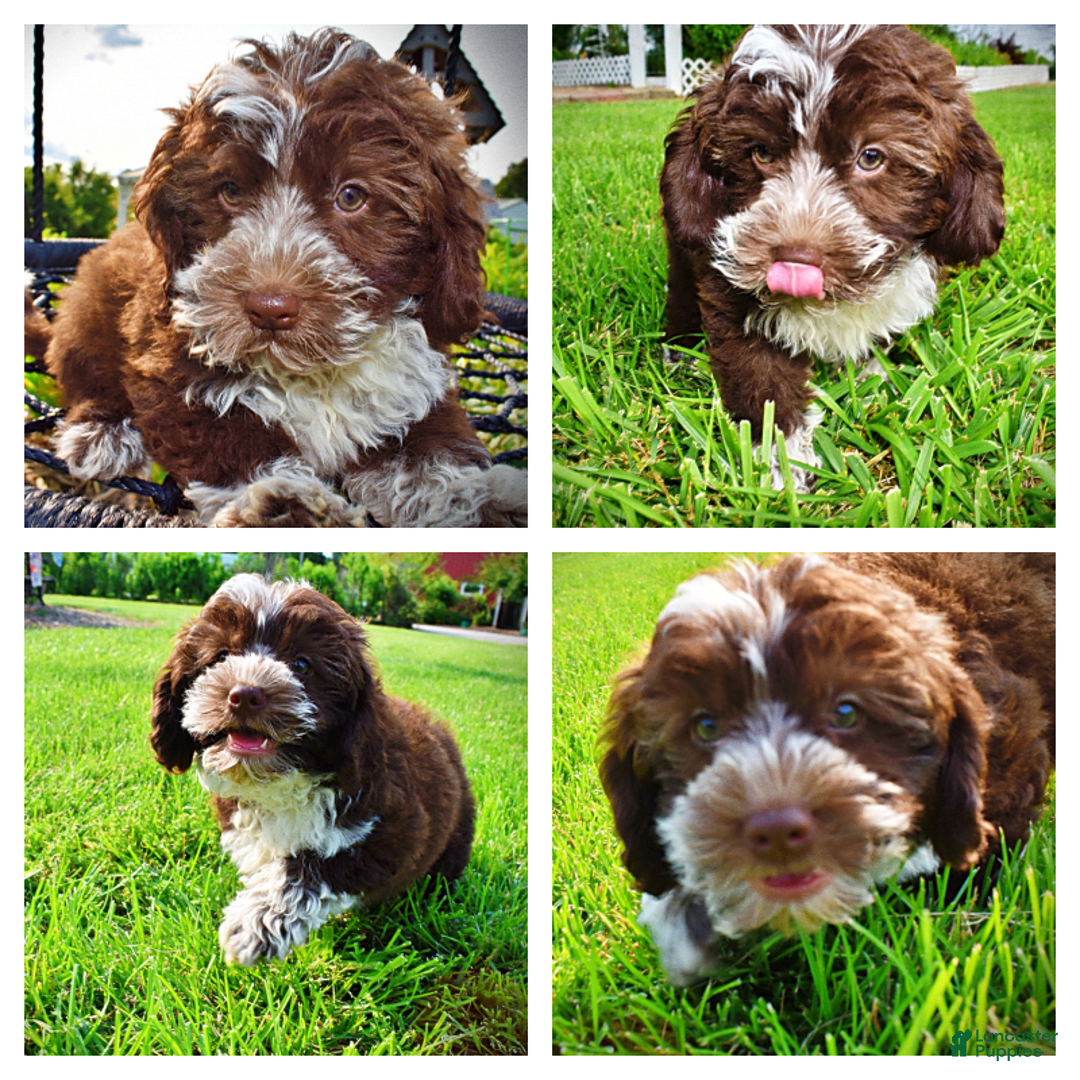 Havapoo dogs for sale: Valor - Image 12