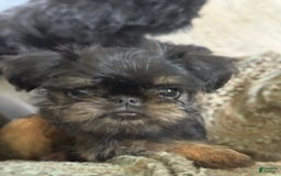 Brussels Griffon dogs for sale: Gianna - Image 6