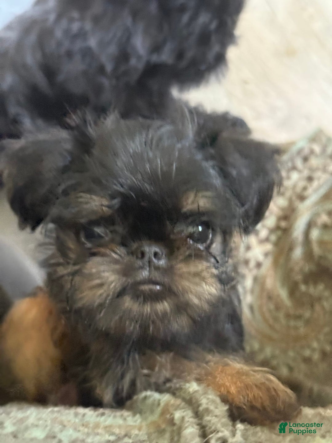 Brussels Griffon dogs for sale: Gianna - Image 6