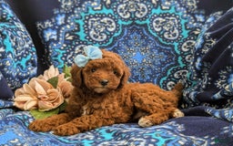 Miniature Poodle dogs for sale: Miniature Poodle 4 puppies - Image 20