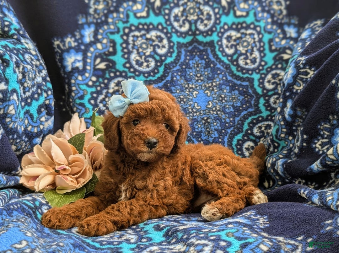 Miniature Poodle dogs for sale: Miniature Poodle 4 puppies - Image 20