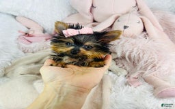 Yorkshire Terrier dogs for sale: Juliet - Image 1