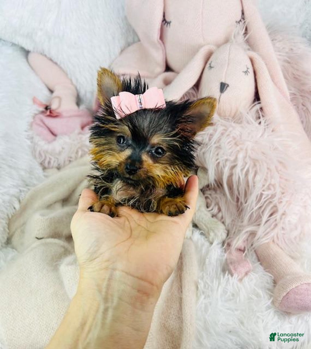 Yorkshire Terrier dogs for sale: Juliet - Image 1