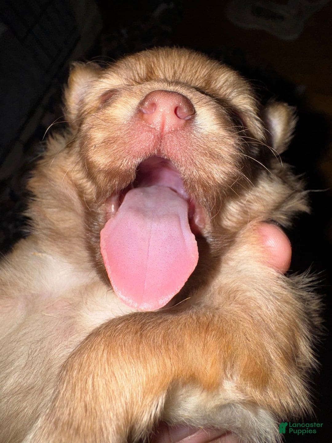 Pomeranian dogs for sale: Jake - Image 12