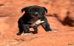 American Bully dogs for sale: Rocky - Image 2