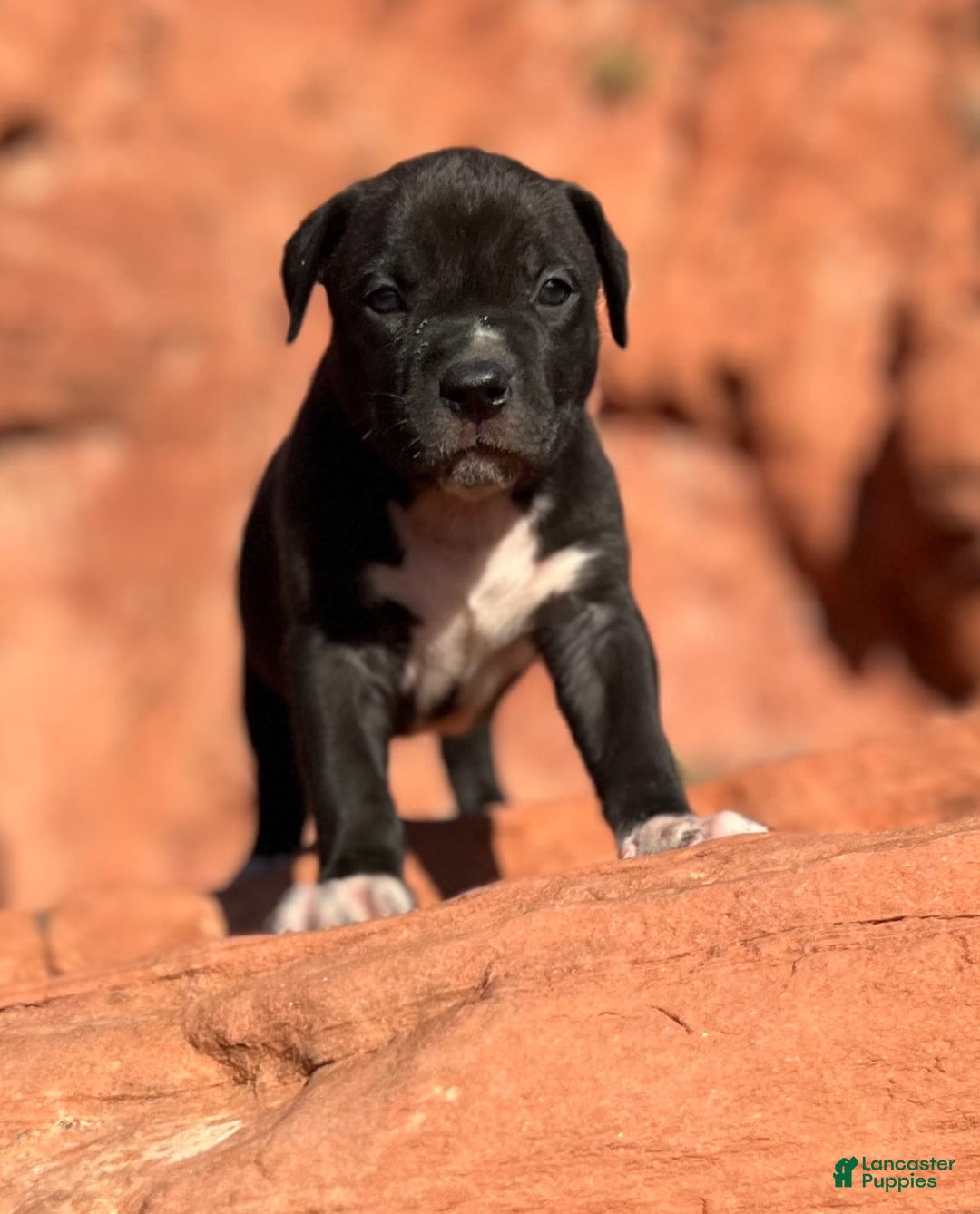 American Bully dogs for sale: Rocky - Image 2