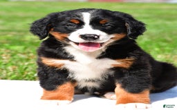 Bernese Mountain Dog dogs for sale: Bailey - Image 4
