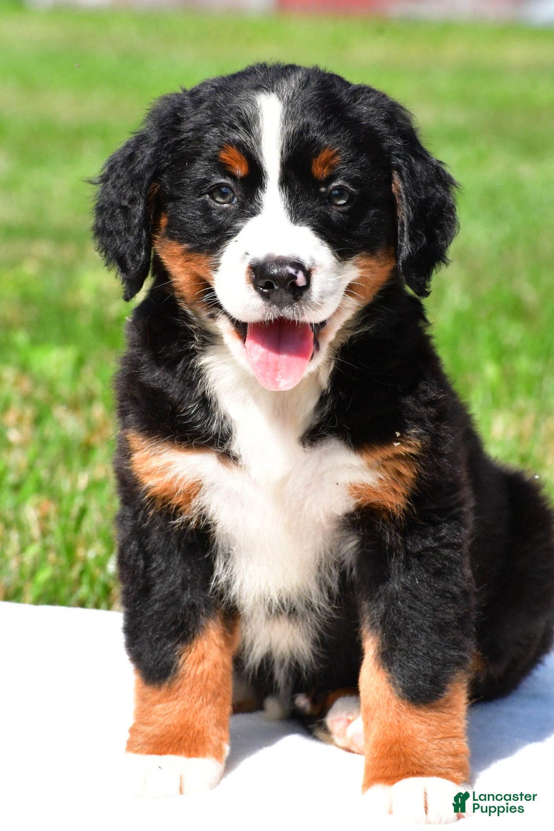 Bernese Mountain Dog dogs for sale: Bailey - Image 4