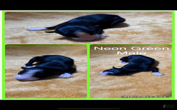Australian Shepherd dogs for sale: Neon Green Collar M - Image 1