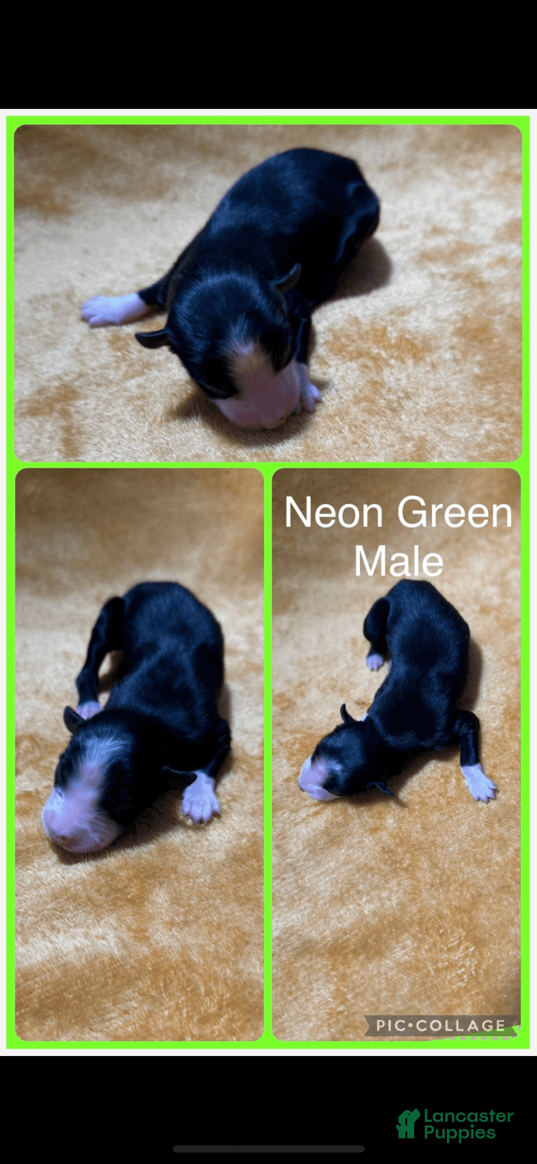 Australian Shepherd dogs for sale: Neon Green Collar M - Image 1