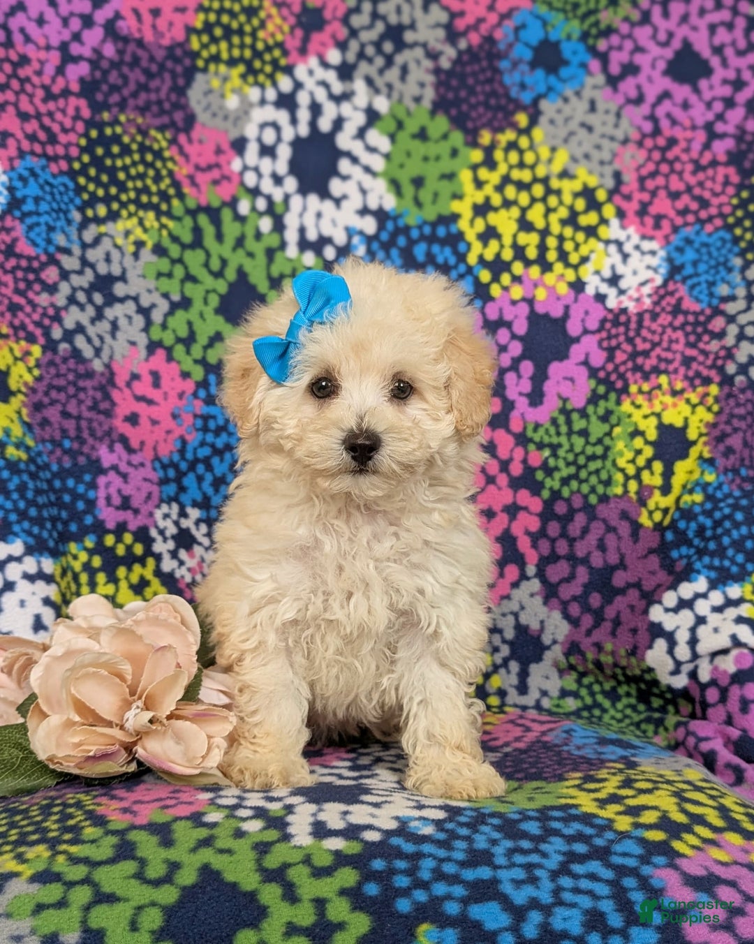 Miniature Poodle dogs for sale: Devon - Image 4