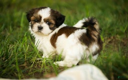 Shih Tzu dogs for sale: Raleigh - Image 7