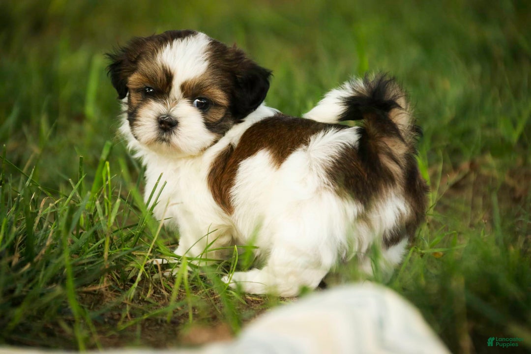 Shih Tzu dogs for sale: Raleigh - Image 7