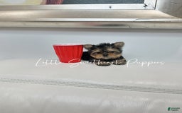 Yorkshire Terrier dogs for sale: Teddy - Image 1