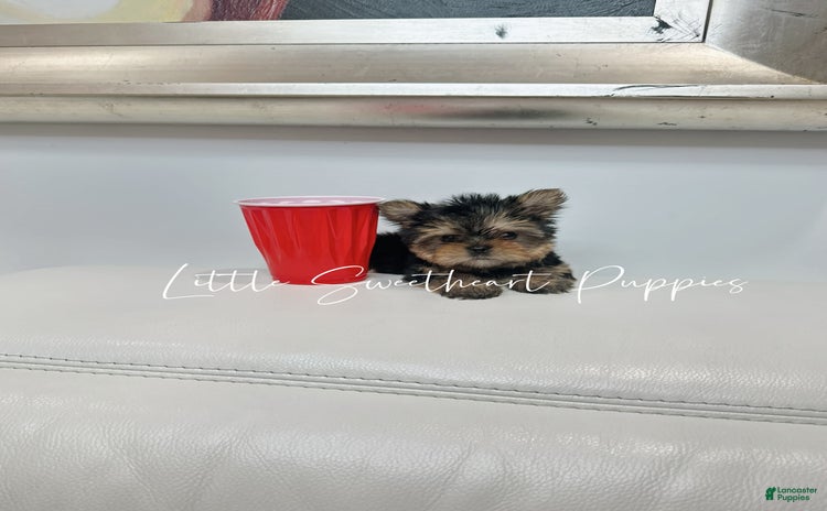 Yorkshire Terrier dogs for sale - Ad 1