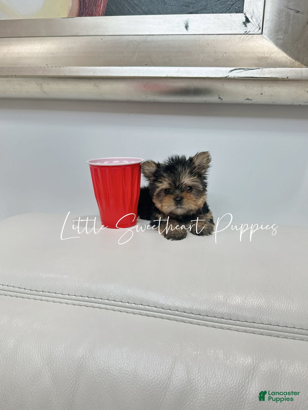 Yorkshire Terrier dogs for sale: Teddy - Image 1