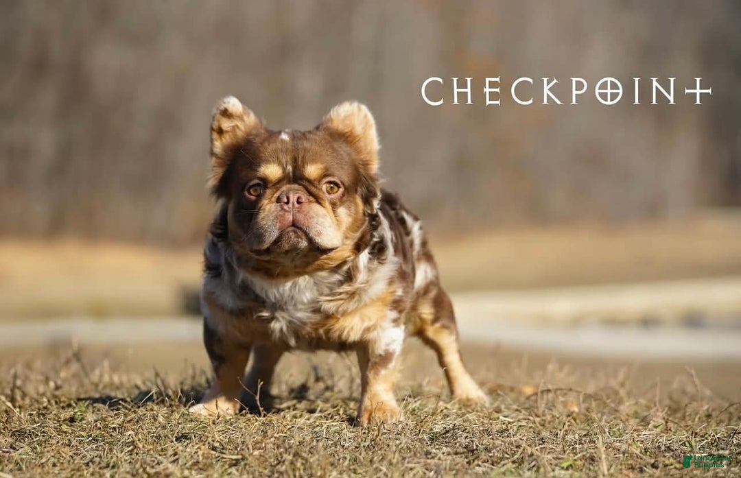 French Bulldog dogs for sale: Lucky - Image 5