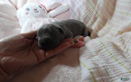 Great Dane dogs for sale: Sky - Image 2