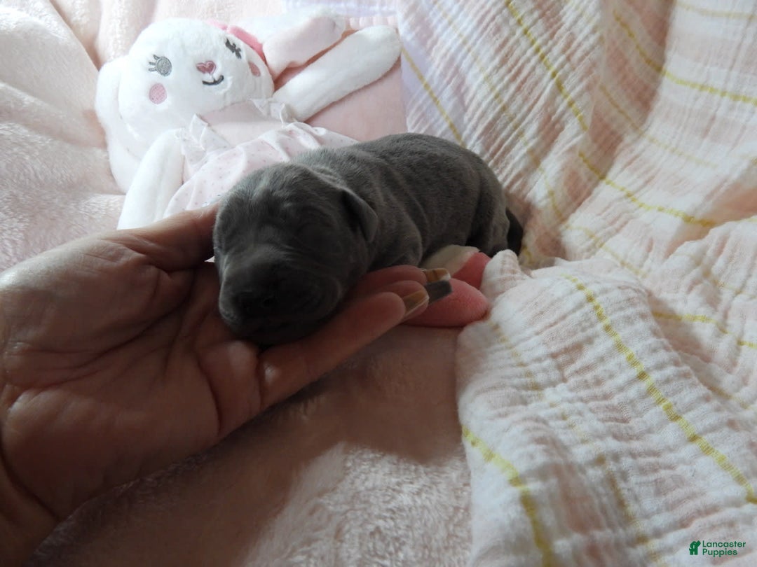 Great Dane dogs for sale: Sky - Image 2