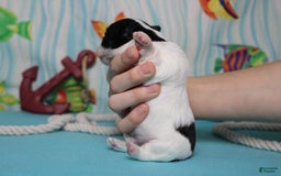 Morkie dogs for sale: Macchiato - Image 5