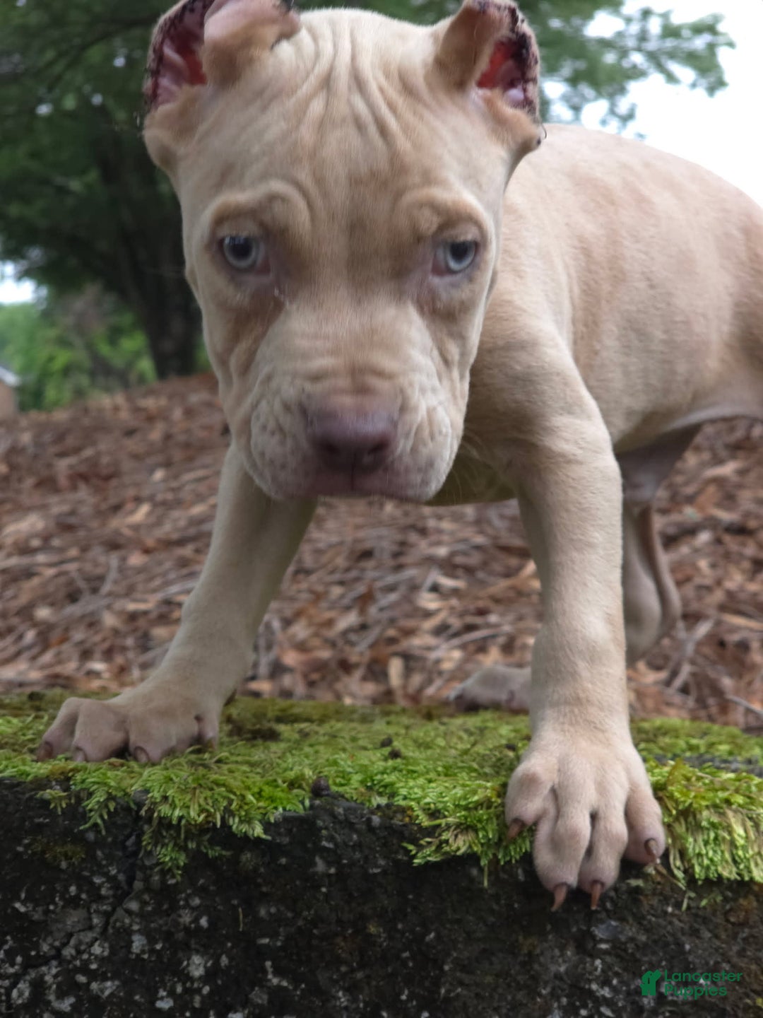 Cane Corso dogs for sale: Mr. Blue Eye Clouds - Image 3