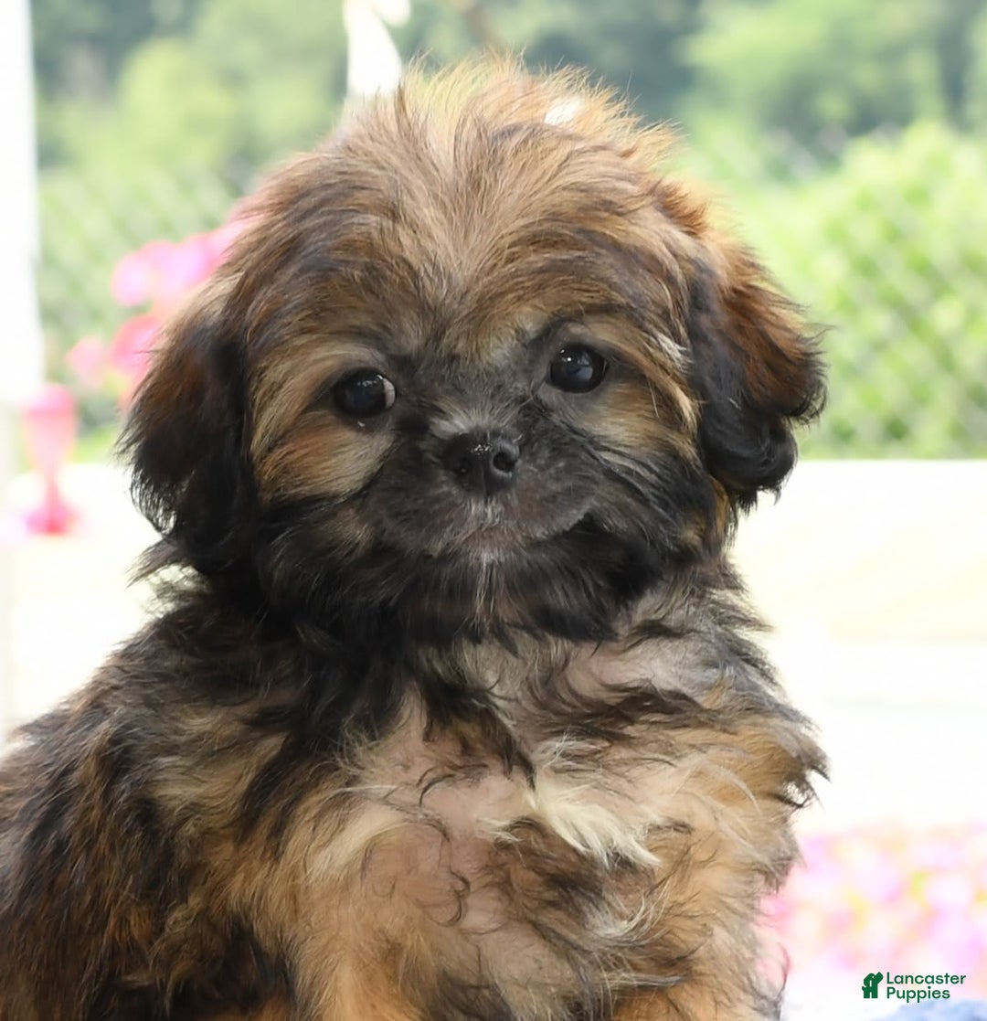 Teddy Bear dogs for sale: Sandy - Image 3