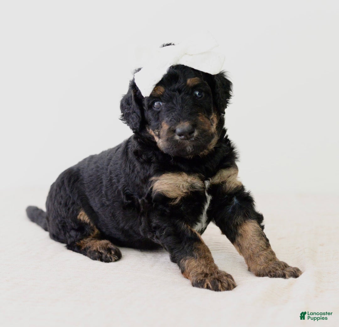 Bernedoodle dogs for sale: Hershey-medium - Image 5