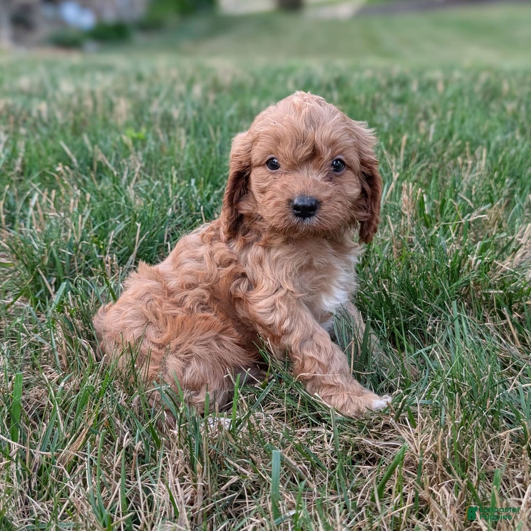 Cavapoo dogs for sale: Axel - Image 3