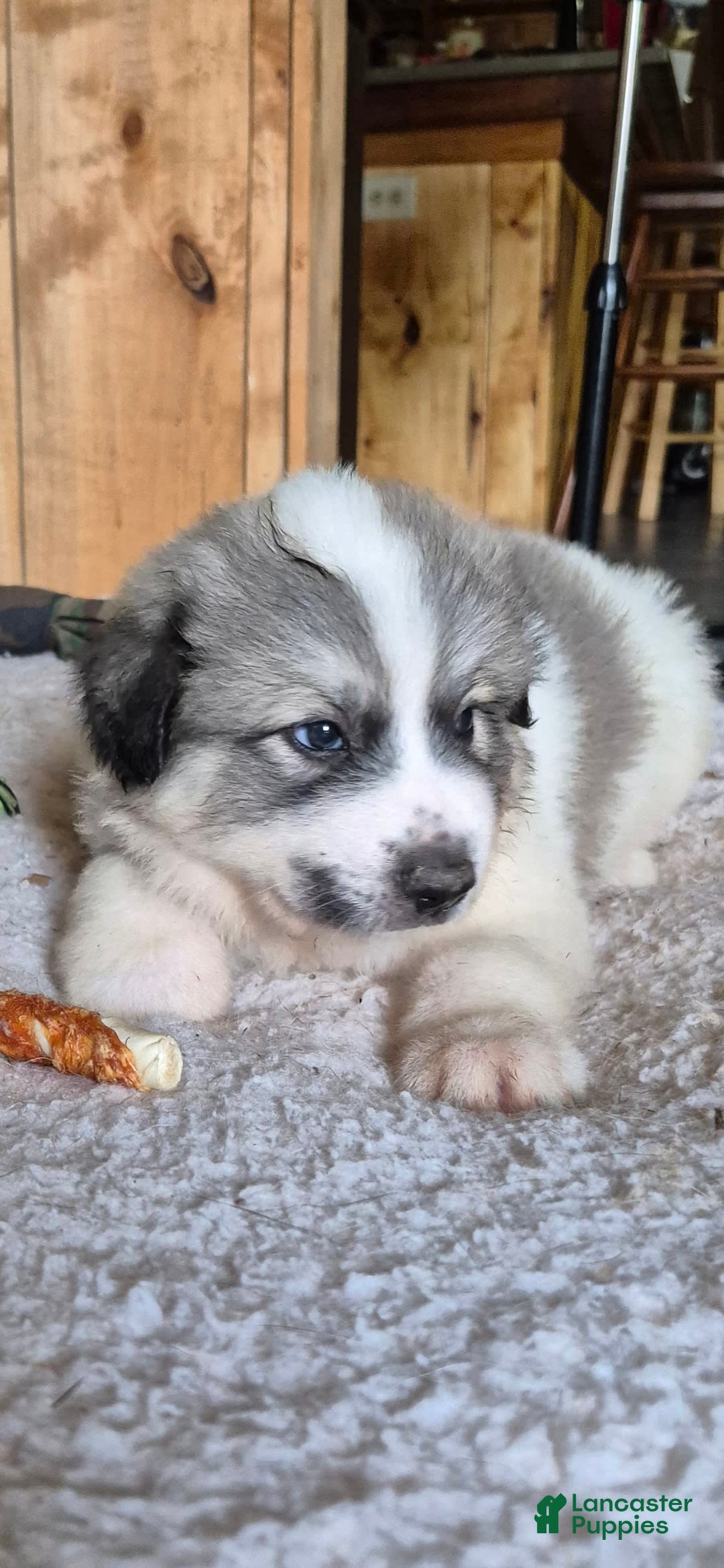 Great Pyrenees dogs for sale: Black - Image 10