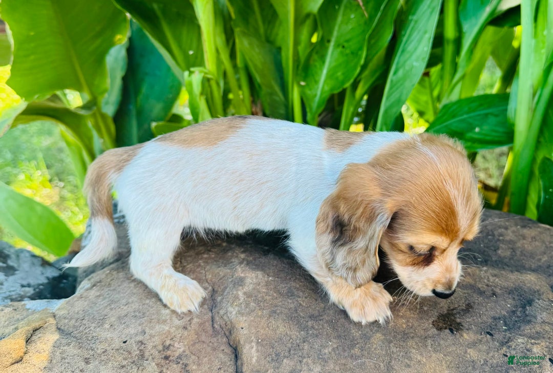 Miniature Dachshund dogs for sale: Reba LH - Image 5