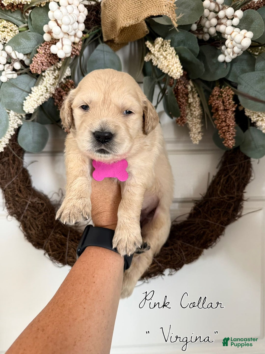 Golden Retriever dogs for sale: Golden Retriever Puppies - Image 2