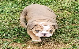 English Bulldog dogs for sale: Crushed Velvet - Image 2