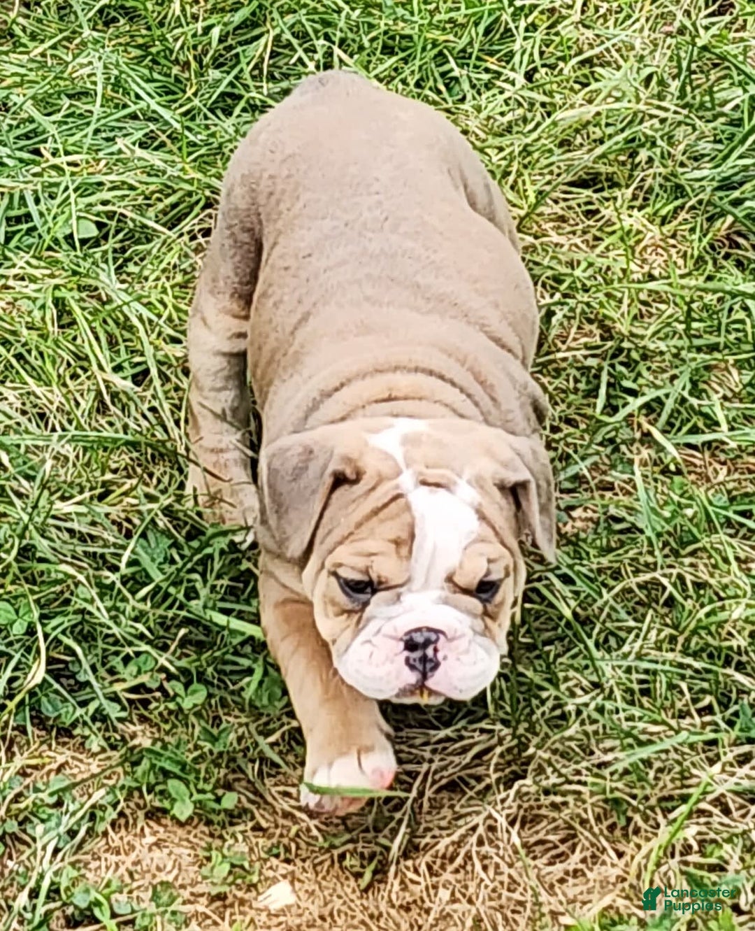 English Bulldog dogs for sale: Crushed Velvet - Image 2
