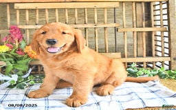 Golden Retriever dogs for sale: Golden Retriever 11 puppies - Image 19