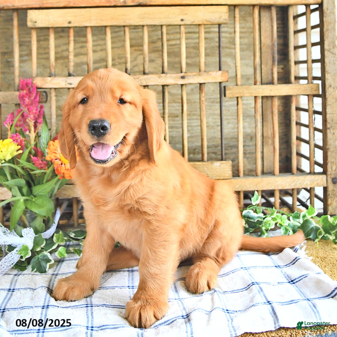Golden Retriever dogs for sale: Golden Retriever 11 puppies - Image 19