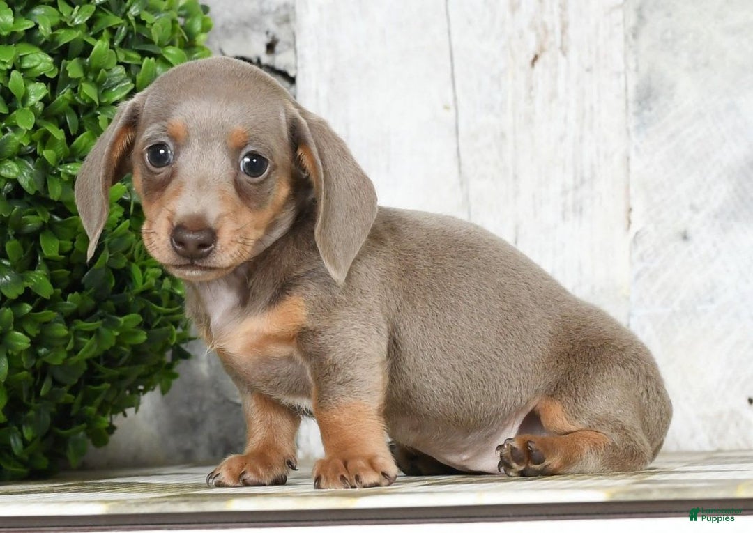 Miniature Dachshund dogs for sale: Lisa - Image 7