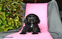 Cocker Spaniel dogs for sale: Emma - Image 4