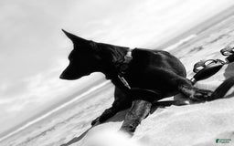 German Shepherd dogs for sale: Red - Image 4