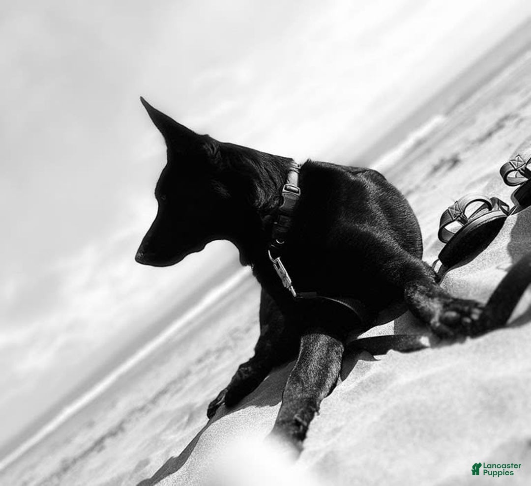 German Shepherd dogs for sale: Red - Image 4