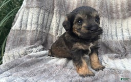 Schnoodle dogs for sale: Rosie - Image 1