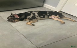 French Bulldog dogs for sale: Stirling - Image 3