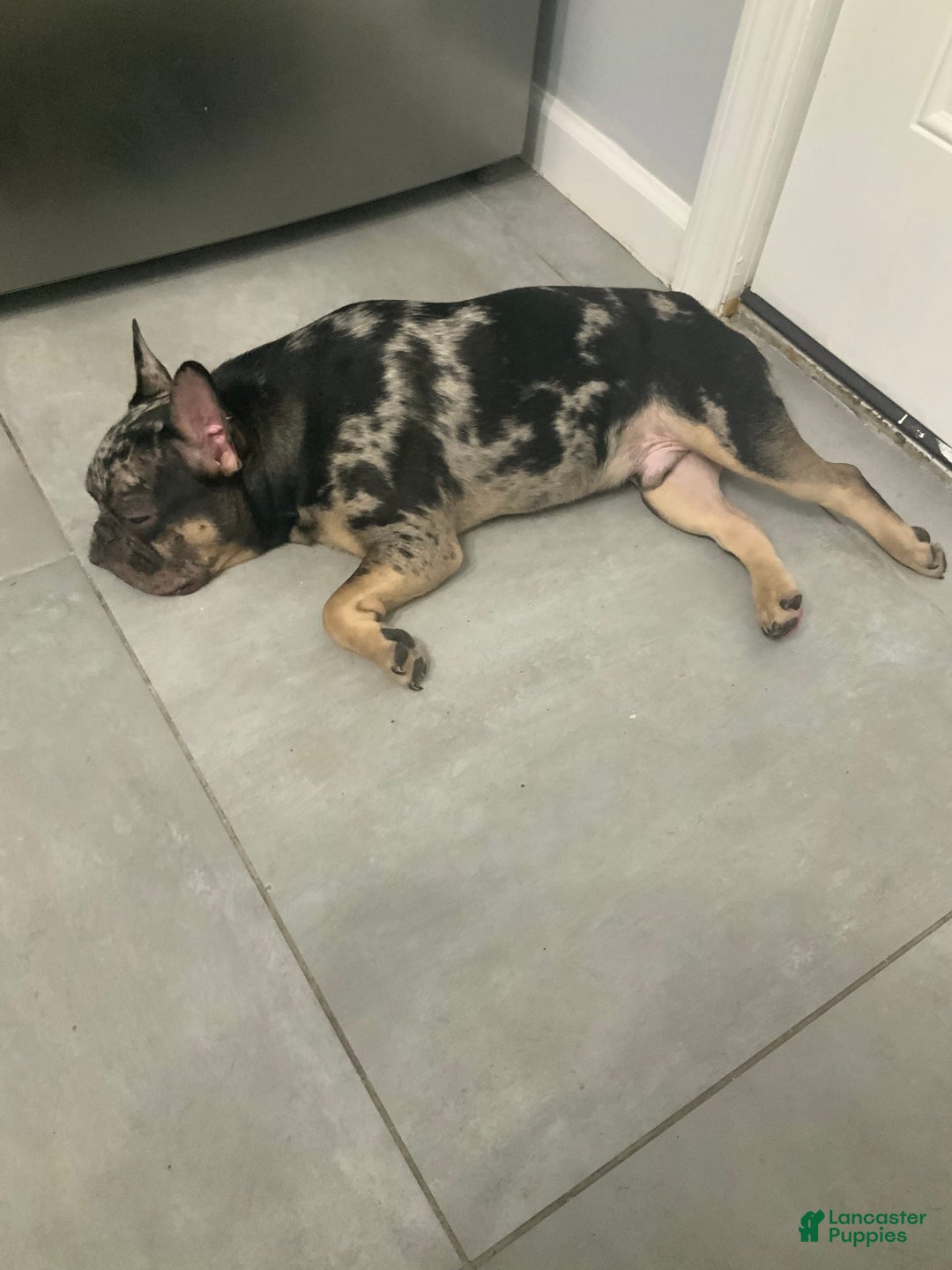 French Bulldog dogs for sale: Stirling - Image 3