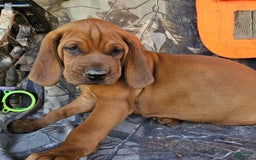 Redbone Coonhound dogs for sale: Hoyt - Image 3