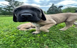 English Mastiff dogs for sale: Pinky - Image 6