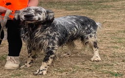 English Setter dogs for sale: Henry - Image 4